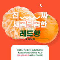 빛솔농원 제주 레드향 5kg