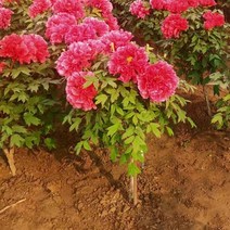 목하원예조경 (한정판매) 겹목단나무 (스탠다드 독립수형) 붉은계열 개화주, 1개