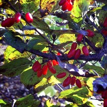 묘목 산수유 (실생2년)/10주 W411