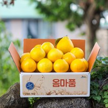 [옴마품]꿀당도 제주 황금향 2.5kg(9-13)-가정용