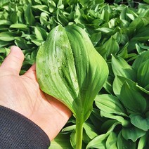 [웰굿] 산지직송 강원도 명이나물 잎명이 4kg, 단품