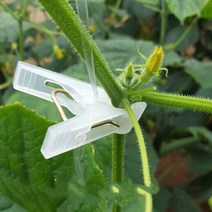 오이 집게 토마토 오이 덩굴 볏짚 볏짚 하우스 채소 만들기-49176, 레드 아가리 4000개