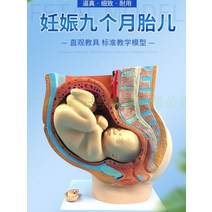 만삭 태아 인체 모형 여성 자궁 산부인과 질 난소, 9개월 모형
