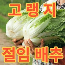 [산지직송]제이블릭 강원도 절임배추 해남배추 10kg 20kg 김장 강원도고랭지 농협 국내산 천열염, 고랭지 강원도 절임배추10kg