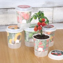 봄꽃화분 그로우 톡톡 - 마음을 노크하는 작은 정원 식물키우기 미니 화분 정원만들기, 허브바질