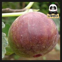 (나무판다) 무화과나무 묘목 시리즈, 2. 무화과(승정도후인) 결실주