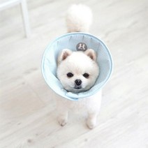 패리스독 소다 엘리자베스 카라 블루 M 강아지 넥카라