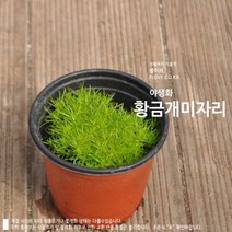 황금개미자리