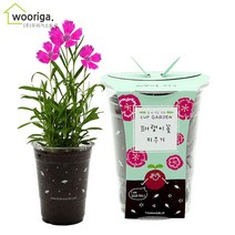 우리가스토리 미니화분키우기 꽃 화초 공기정화식물 새싹 허브 텃밭 화분 상추재배 새싹키우기, 1팩, 컵가든_패랭이꽃