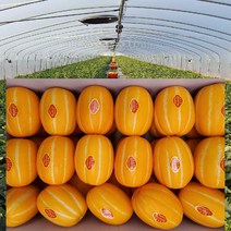 [ 산지직송 공주네 ] 성주참외 당도선별 꿀 참외 1kg 2kg 4kg 5kg 10kg 가정용 선물용 참외, 1box, 14.참외 가정용 /대과 10kg
