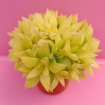 보초금 중품 뿌리가 짧고 풍성한 다육 랜덤1-50, 단품, 1개