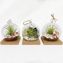 (TD) (집콕) 테라리움 만들기 - 1인세트단체만들기 엄마표미술 엄마표미술놀이 홈미술 미술놀이키트, 모스이오난사