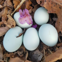 6시내고향 양구 자연방사 무항생제 동물복지 난각번호 1번 1호 청란 청계 닭 알 파란 계란 유정란 1번계란 자연 방사 방목 1번란 유황 30구