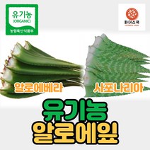 유기농 알로에 생알로에 알로에베라 사포나리아 친환경 무농약 알로에 식이섬유 다이어트 장건강, 유기농알로에베라 10kg