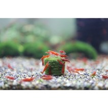 울타리모스볼 편백절단유목 새우놀이터 은신처, 3cm
