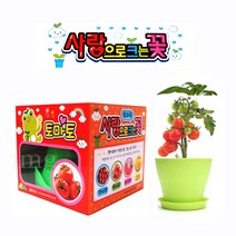 텃밭세트 꽃심기 꽃화분 사랑으로 크는꽃 선택가능(토마토키우기 강낭콩키우기 봉선화꽃키우기), 1개(방울토마토 키우기)