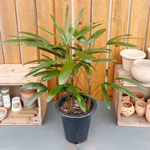 가꾸다 관음죽, 1개