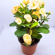 인플랜츠팜 꽃기린 노랑 사계절꽃 공기정화식물 반려식물플랜테리어