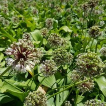 산마늘 10포기 (산나물 임산물용)