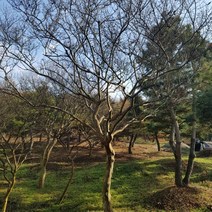 배롱나무(백일홍) R20 판매