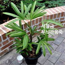 관엽/구근식물 서황금무늬관음죽(큰화분) 1개(L0114)