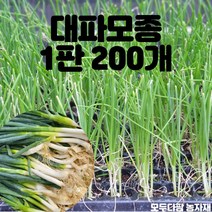 모두다팜 대파모종 파모종 외대파모종 200구
