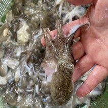[푸담마켓] 산지직송 태안신진도 살아있는 싱싱한 활쭈꾸미1kg(8미~15미보장), 2.활쭈꾸미2kg(16미~25미내외)