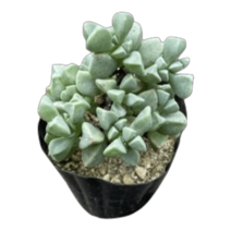 그린플랜트 다육식물 미니 백봉국, 1개