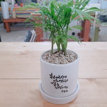 인플랜츠팜 테이블야나무 공기정화식물 캘리그라피화분