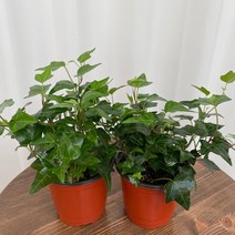 아이비 1+1 온정원 공기정화식물