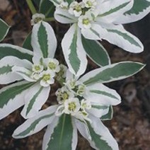 씨앗 야생 설악초 야생화 관상용 종자 30립 꽃씨 품종, 본상품선택