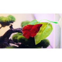 슬로 베타 침대, 5개