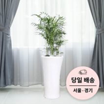 에코플랜트 금전수 개업 화분 집들이 선물 승진 사무실 이전 병원 개원 식당 개업식 축하 화분 배달 [서울 경기 당일배송]<토요일 오후 일요일 주문건 월요일배송>, 03. 테이블야자, 1개” class=”wr-img”></a></div>
</div>
</div>
</div>
<div class=