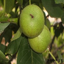 [가산원예조경] 왕호두묘목(신령) 실생2년 특묘 5주묶음