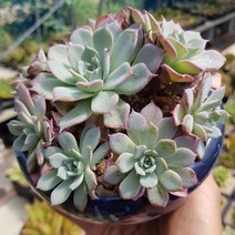 아퀼라스샵 아우렌시스 다육식물, 1개