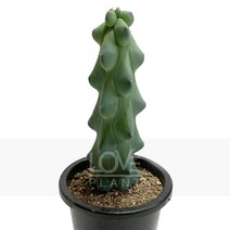 복록용신목(용비)-기둥주/용신목변종/돌기/선인장