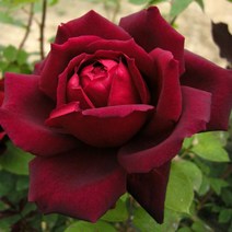 모종/묘목 유럽사계덩굴장미(오클라호마) 개화주(분)R0732