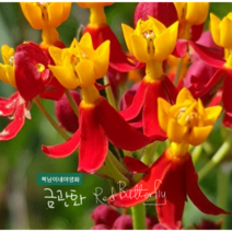 금관화 [4포트] 레드 버터플라이(복남이네 야생화 아스클레피아스 asclepias), 1개