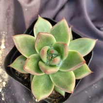 [메카다육]47-1023 환엽 피델리오(에케베리아) 화분포함 다육식물 선인장 다육금 다육철화 두들레야 아프리카식물 코노피튬 하월시아 수입다육이 국민이