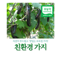 직접재배 당일수확 유기농 무농약 친환경가지 4kg(24개 내외), 유기농가지4kg, 1개
