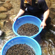 국내산 강원도 손질 깐다슬기 200g/400g 올갱이 고디 민물고동 물고, 2)강원도 깐다슬기 400g
