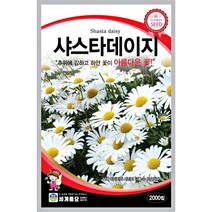 샤스타 데이지 씨앗 계란꽃 마가렛 꽃씨앗, 로빈손 국화