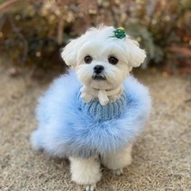 2023 화려한 강아지 옷 디자이너 개 작은 고양이 럭셔리 스웨터 슈나우저 요크 푸들 모피 코트, B1521 Blue Sweater+XL