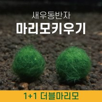 일산수족관 마리모 키우기 1+1 모스볼 수생식물