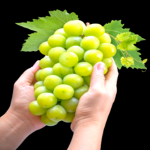 갤러리농장 블랙라벨 미친당도 18brix이상 산지직송 샤인머스켓 에어포장 백화점퀄리티, 실속형1.2kg, 1개