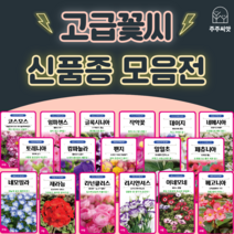 꽃씨 꽃씨몰 고급꽃씨 모음 허브씨 씨앗 다년생 꽃씨앗 봄 제라늄 작약 네모필라 페츄니아 팬지 리시안셔스 캄파뉼라 베고니아 일일초 임파첸스 라넌큘러스 아네모네, 56. 일일초 퍼시피카 혼합 20립