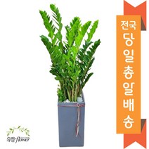 고급 대형화분 개업 축하 화분 전국 당일배송, 22. 금전수