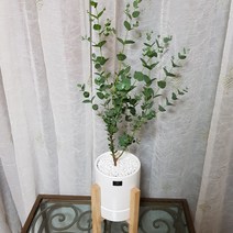 베스트플랜트 공기정화식물 키우기 쉬운 반려식물 중품 우드스탠드, 1개, 유칼립투스+우드스탠드 중품