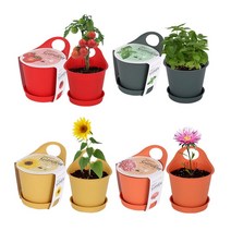 포픽 과꽃 방울토마토 스위트바질 해바라기 강낭콩 코스모스 키우기, 핸디가든 - 바질