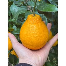 [탐탐상점] 제주 제철 한라봉 3kg 5kg 가정용 새해 선물세트, 한라봉 3kg 중대과(11-14과)